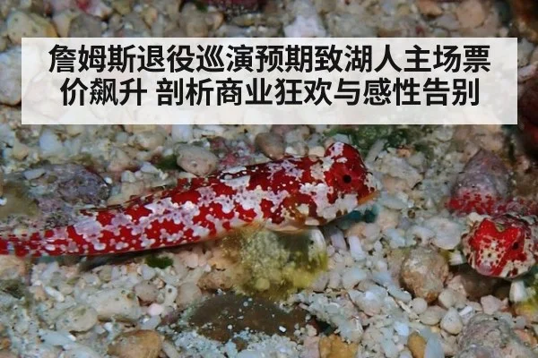 詹姆斯退役巡演预期致湖人主场票价飙升 剖析商业狂欢与感性告别